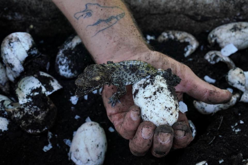 A newly-hatched Cuban crocodile emerges onto a biologist’s hand at a hatchery in Zapata swamp (Reuters)