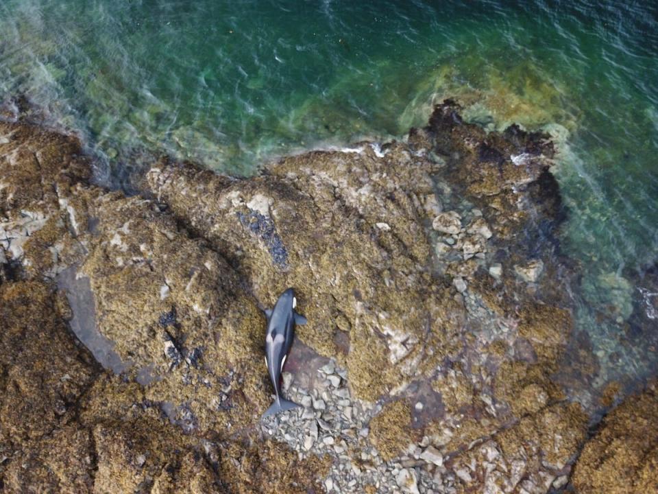 A beached killer whale in Prince Edward Island, Alaska, on Thursday, 29 July, 2021. (Courtesy of Captain Chance Strickland and crew of M/V Steadfast via NOAA)