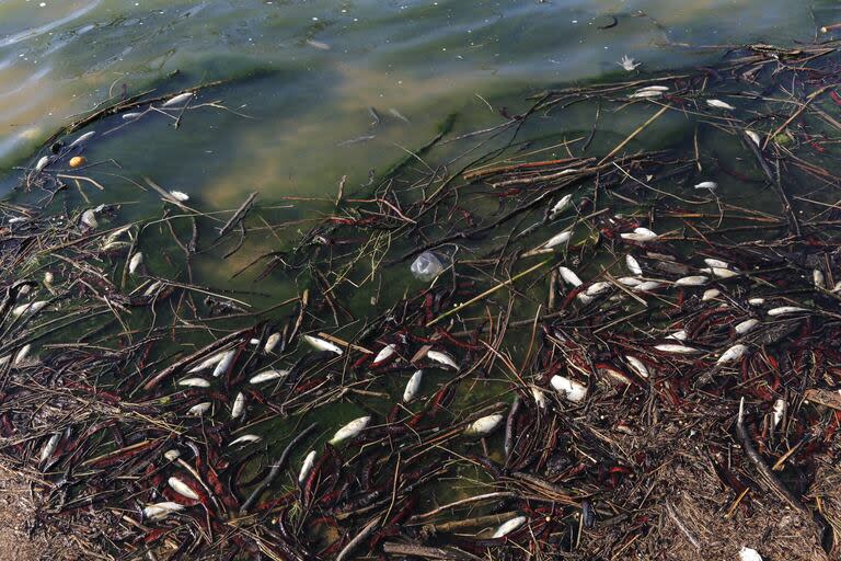 Mortandad de peces en el Río Areco, a la altura de Carmen de Areco, por un foco de contaminacion industrial