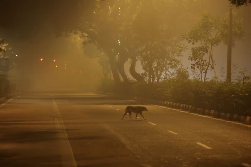 FILE PHOTO: A dog crosses a road on a smoggy morning in New Delhi