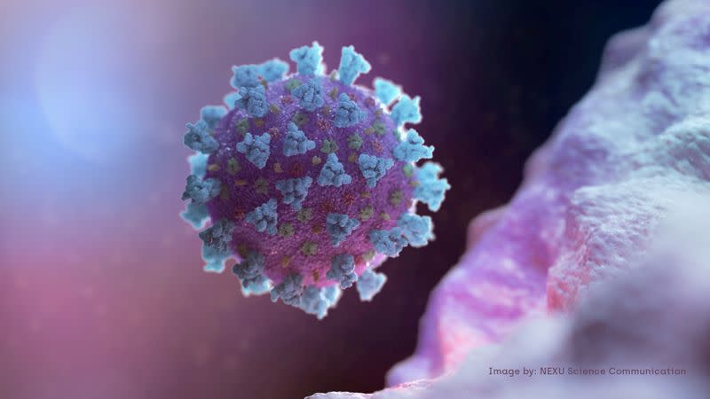 FILE PHOTO: A computer image created by Nexu Science Communication together with Trinity College in Dublin, shows a model structurally representative of a betacoronavirus which is the type of virus linked to COVID-19