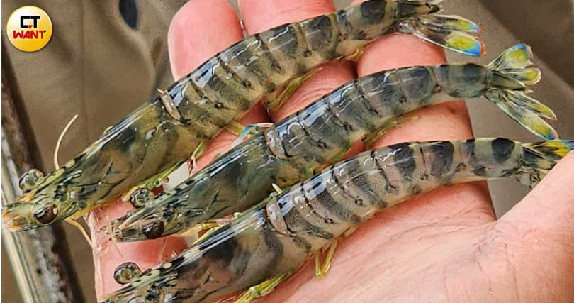 全身透藍、尾端有鮮黃色蝦尾的一夫水產室內養殖草蝦。