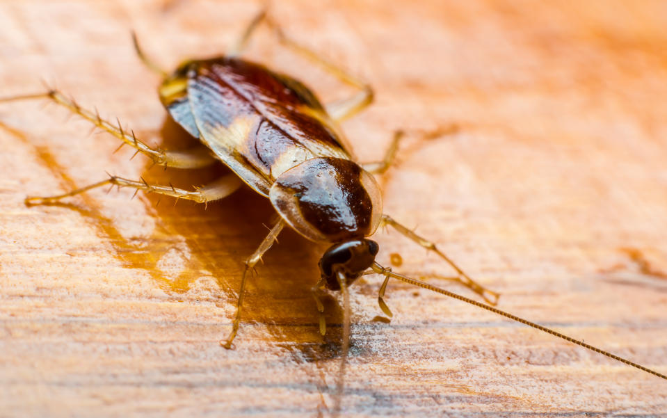 A close-up of a cockroach on a wooden floor. (Photo via Getty Images)