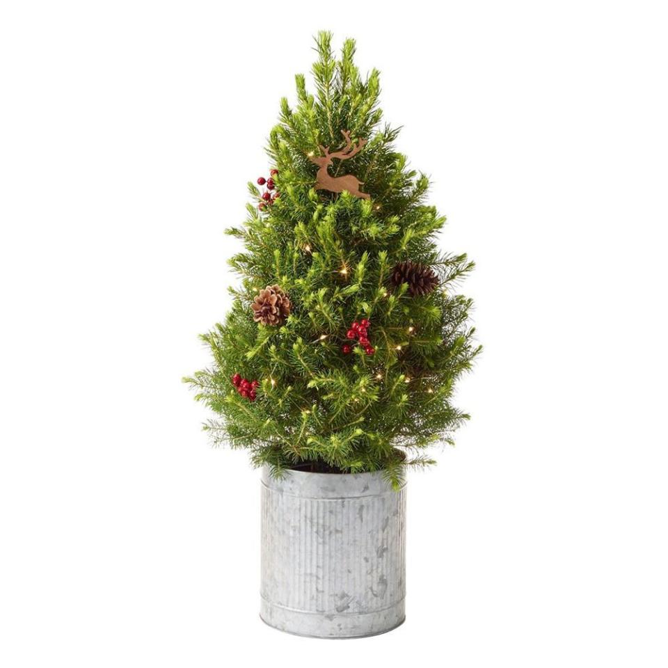 12) 22- to 26-Inch Live Reindeer Tree With Lights