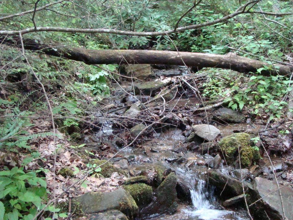 Images taken in Bent Creek Experimental Forest, where Jason Owens has said evidence from the murder of Zebb Quinn could be found.