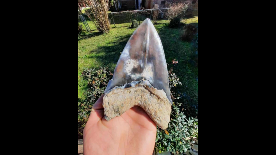 Another angle of the megalodon tooth Matthew Basak found.