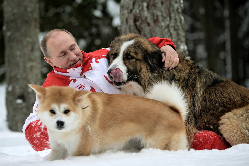 Vladimir putin dogs
