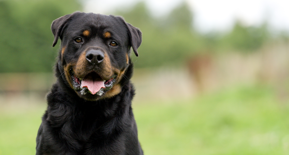 Calls for a rottweiler ban in Australia have gained momentum amid a recent attack in Perth. Source: Getty. 