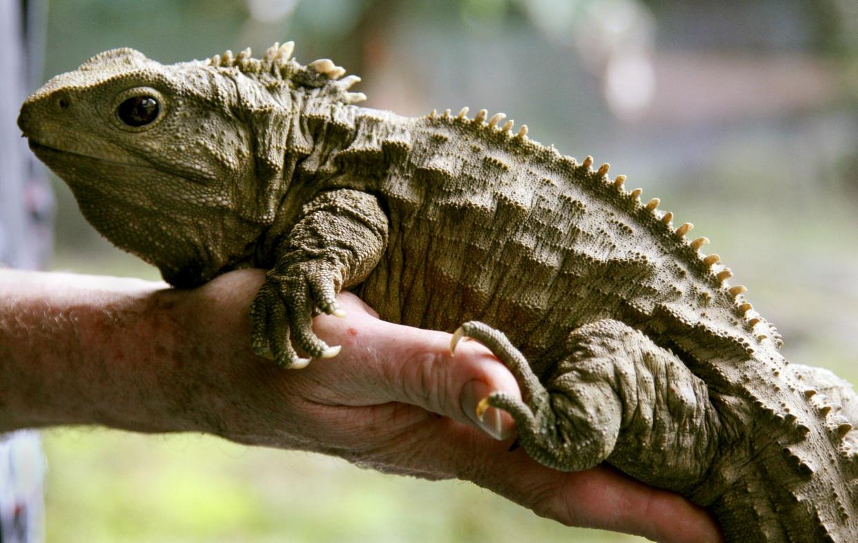 tuatara reptile