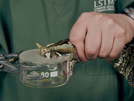 A researcher undertakes venom extractions at Liverpool School of Tropical Medicine in Liverpool, Britain, in this handout photo obtained May 15, 2019. Nick Ballon/Wellcome/via REUTERS