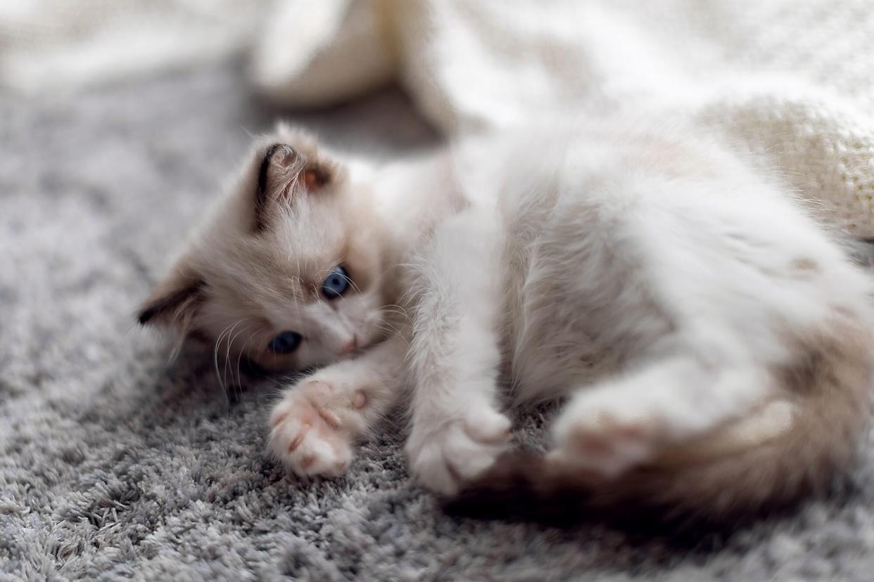 cute ragdoll kitten lying on fluffy gray rug