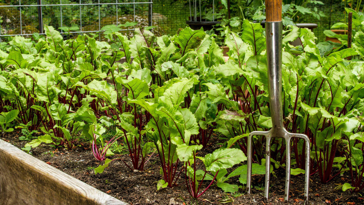  Beet plants in raised bed and fork. 