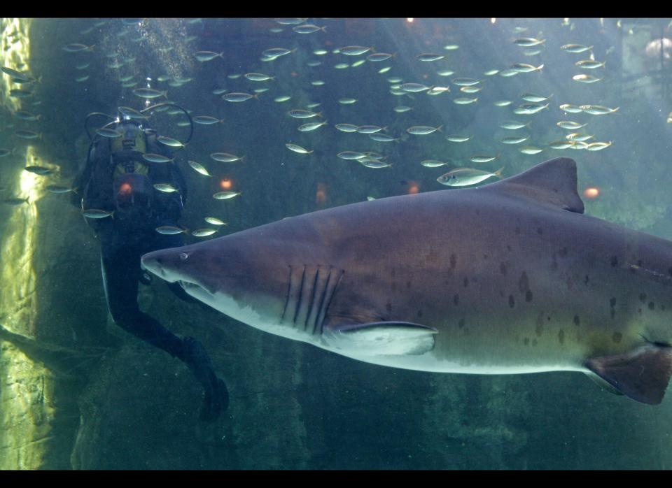 A shark swim inside a fish tank as a diver, left, cleans the glass at the Two Oceans Aquarium in Cape Town, South Africa, Wednesday, Aug 31, 2011. The Two Oceans Aquarium hosts group activities for school children and students which include the identification and observation of fish and other species. (AP Photo/Schalk van Zuydam)