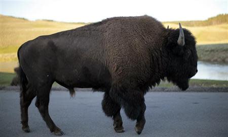 A bison walks in Yellowstone National Park, Wyoming August 10, 2011. Picture taken August 10, 2011. REUTERS/Lucy Nicholson