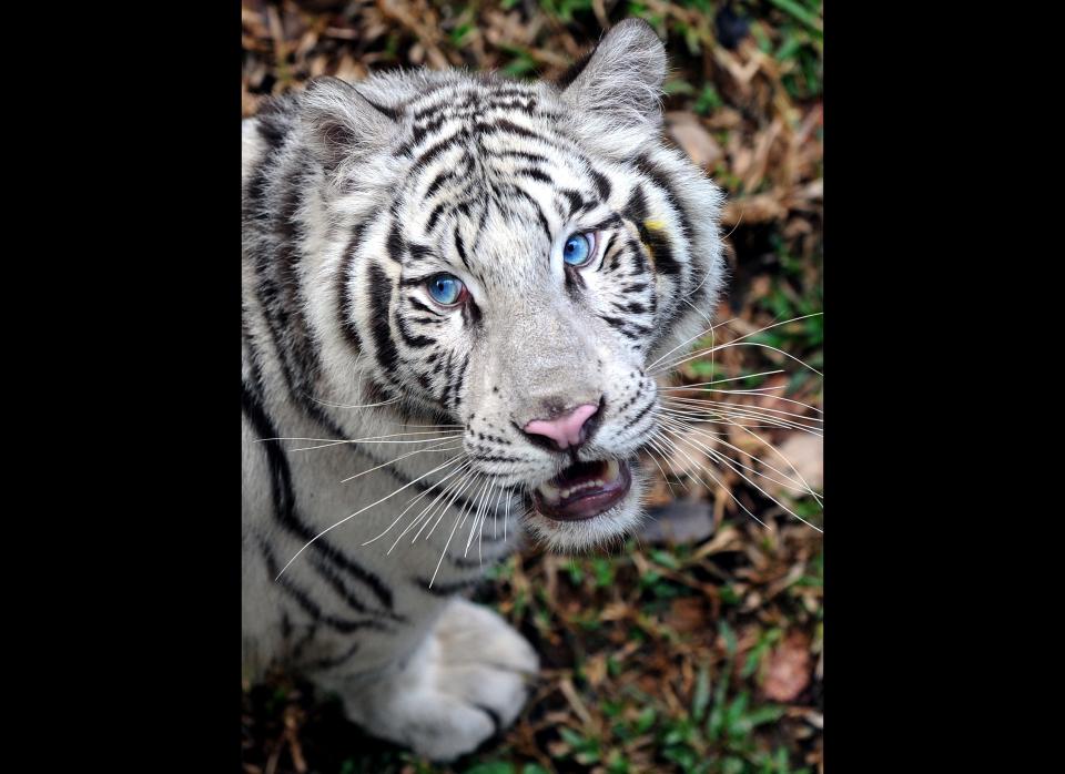 A White Tiger (Panthera Tigris) walks in the Zoological Gardens in Colombo on March 2, 2010.     A pair of tigers were presented by The Chinese government to the Sri Lankan zoo as a mark of friendship. February 14, 2010 marked the start of 'The Year of the Tiger' according to the Lunar Calendar.   AFP PHOTO/Ishara S.KODIKARA (Photo credit should read Ishara S.KODIKARA/AFP/Getty Images)