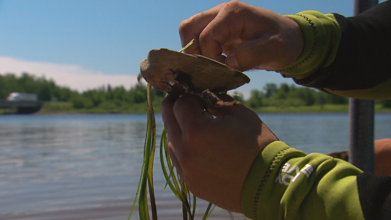 Eelgrass destined for destruction is moved up the Shediac River