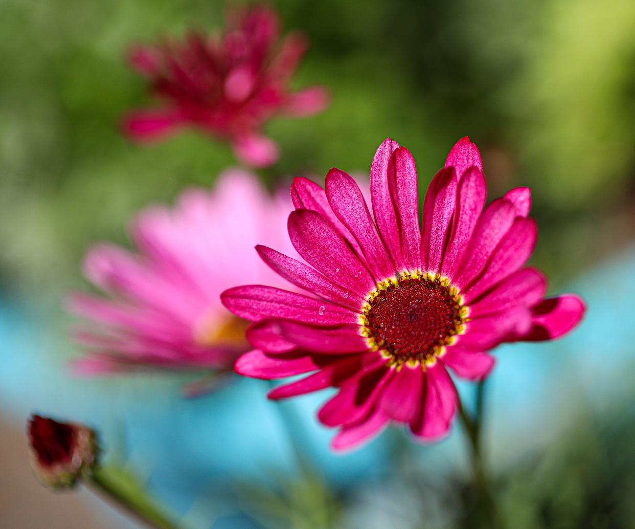 A type of daisy in the backyard garden at the home of Patti Hope. April 22, 2024