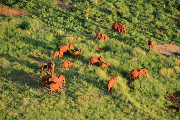 evening-elephants-of-tsavo.jpg