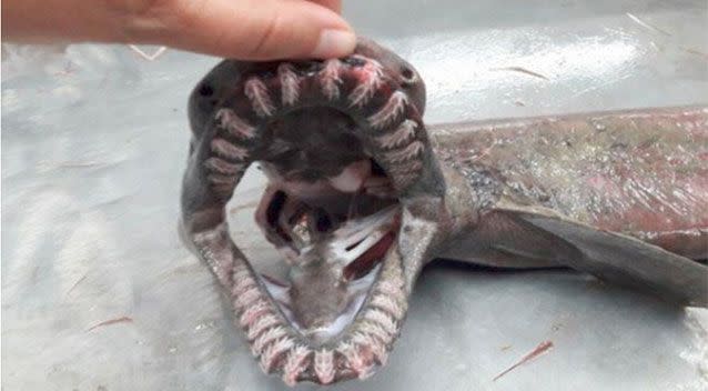 A shark with a snake-like body and 300 teeth has been captured off the coast at Portugal. Picture: Sic Noticias TV