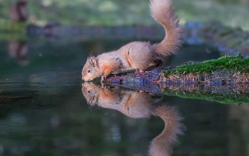 Red squirrel at play in the Yorkshire Dales  - Charlotte Graham 