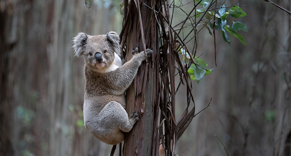 A koala clutching a tree at the Gordon plantation.