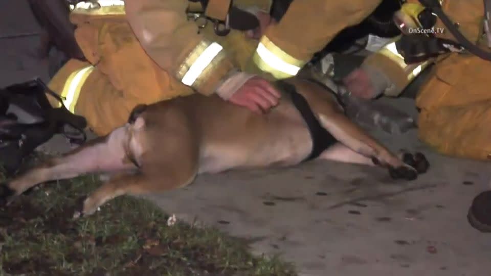 Potato, a young bulldog, was saved from a burning building by firefighters in Los Angeles. Photo: NBC