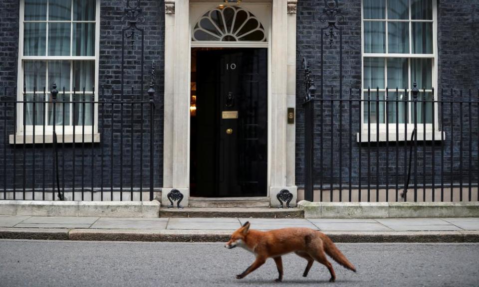 A fox walks past 10 Downing Street
