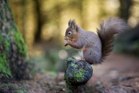 Spot red squirrels on the Isle of Wight - Credit: Getty