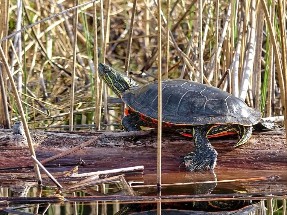 Painted turtles can be found around the Milk River basin, said naturalist Brian Keating. (Brian Keating - image credit)