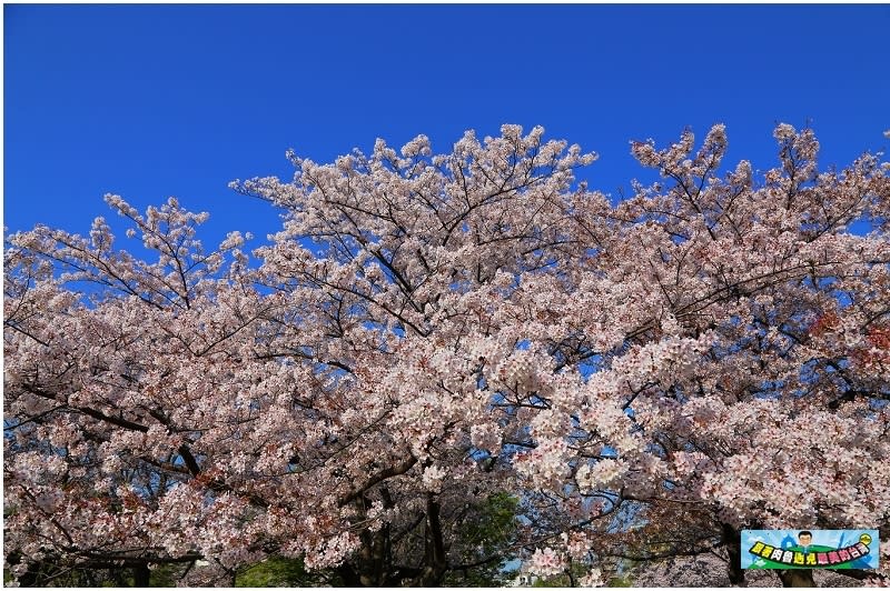 東京｜猿江恩賜公園