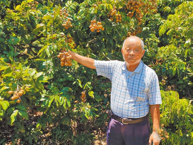 台南市楠西區88歲老農羅銀和，是個低調的烘龍眼乾達人，最多一年曾收購30萬斤新鮮龍眼來烘焙。（劉秀芬攝）