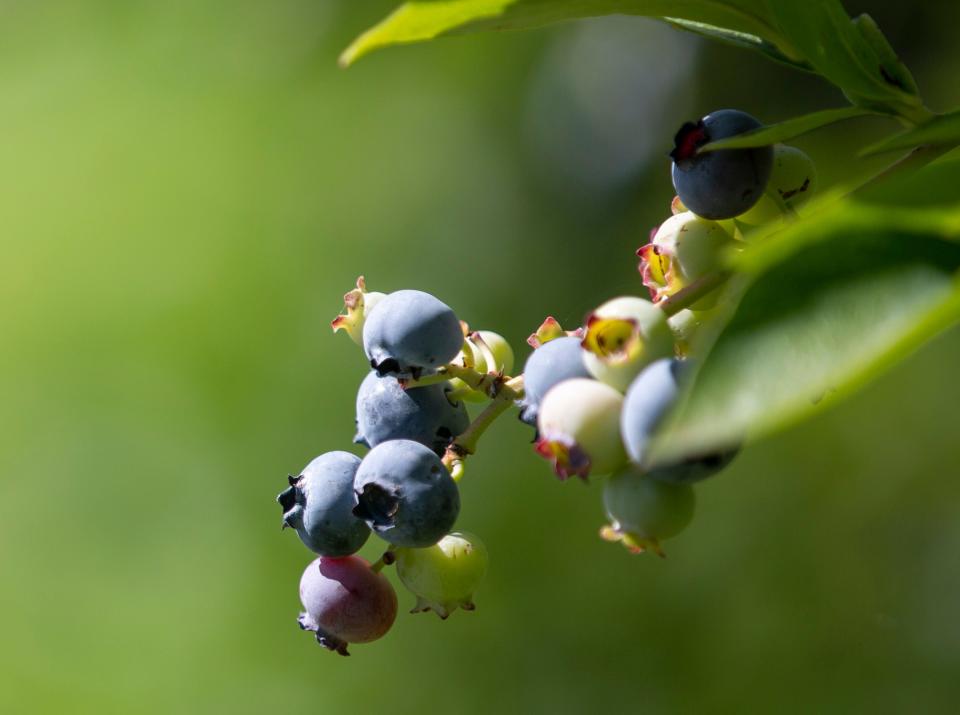 Los arándanos se cultivan junto con una variedad de otras moras en Fordyce Farm en Salem.