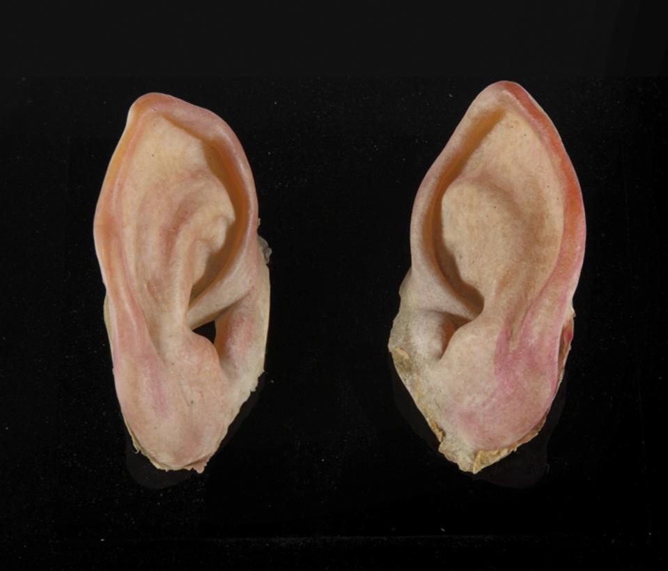 Hobbit prosthetic ears are shown in this handout photo provided by Julien's Auctions in Beverly Hills