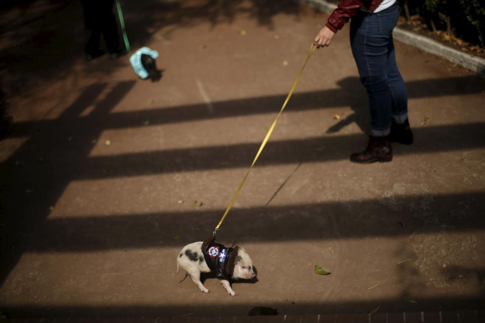 So verschafft man sich Ausgang. Die Spanier werden kreativ und gehen mit Schweinen und Ziegen "Gassi". (Symbolbild: REUTERS/Edgard Garrido)