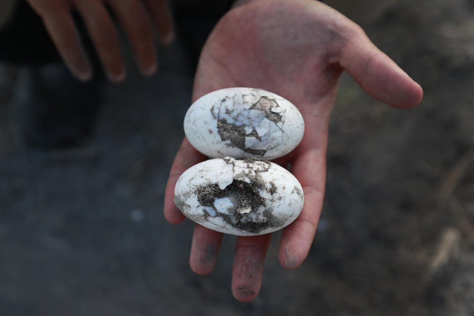 Wildlife biologist/crocodile specialist Michael Lloret holds two infertile eggs that came out a crocodile nest on one of the berms along the cooling canals next to the Turkey Point Nuclear Generating Station, Friday, July 19, 2019, in Homestead, Fla. The 168-miles of man-made canals serve as the home to several hundred crocodiles, where a team of specialists working for Florida Power and Light (FPL) monitors and protects the American crocodiles. (AP Photo/Wilfredo Lee)