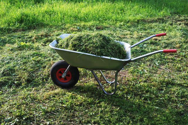 <p>ollikainen / Getty Images</p> Grass clippings should be composted before adding them to soil