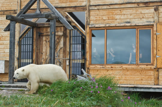 Churchill Wild — Seal River Heritage Lodge: Manitoba, Canada