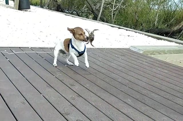 This video shows the moment a Jack Russell went head-to-head - with a feisty crab