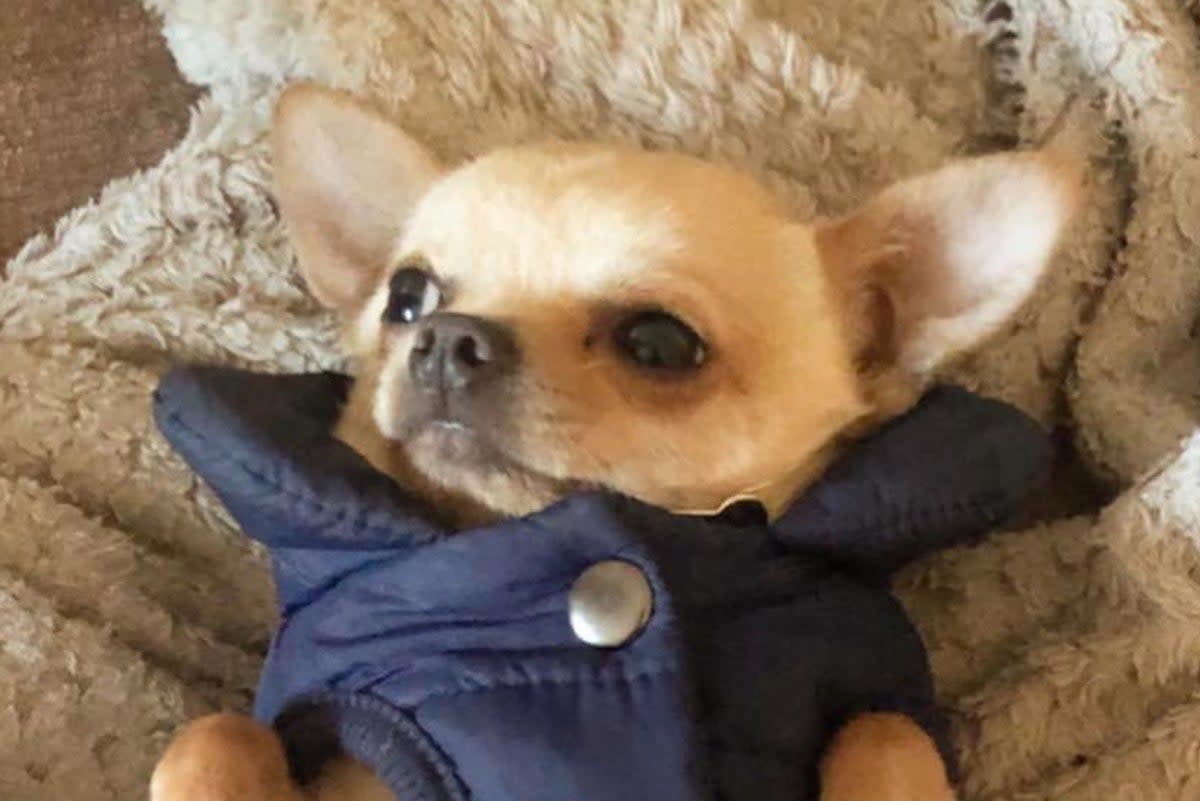 Gina Frost’s chihuahua Yoda  (Gina Frost)