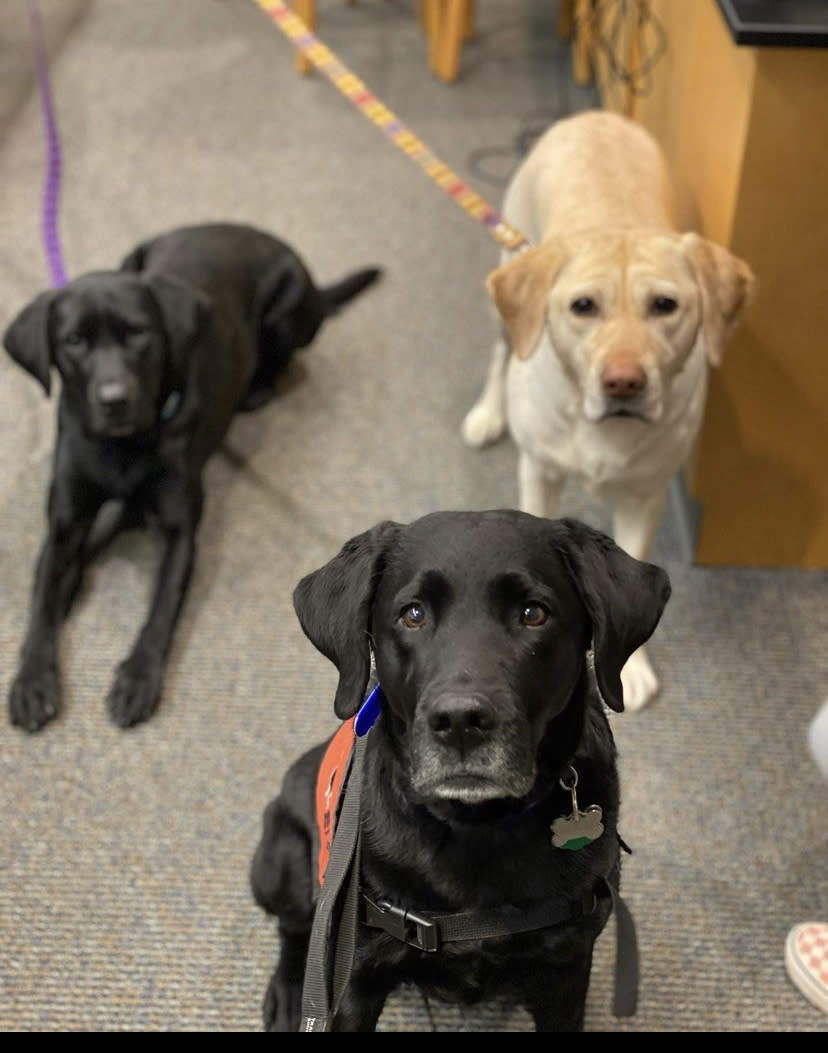 The pups teach students how to care for a pet, and offer comfort when a student is having a tough day. (Photo: Scotts Ridge Middle School)