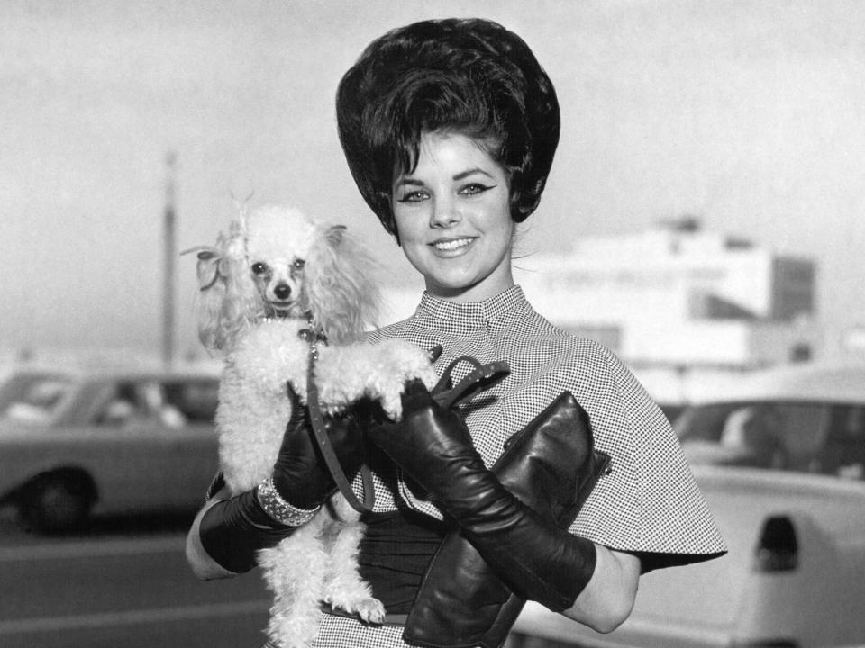 Rock and roll singer Elvis Presley's wife, Priscilla Beaulieu Presley, with her dog, Honey, at Memphis International airport, Memphis, Tennessee, 11th January 1963.