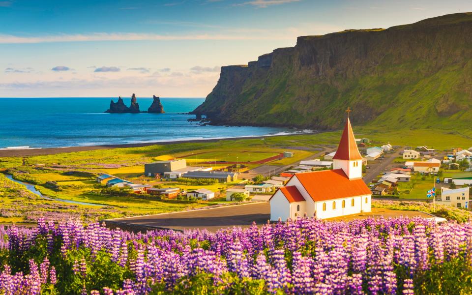 Blooming lupins and a view of the town church in Vík í Mýrdal