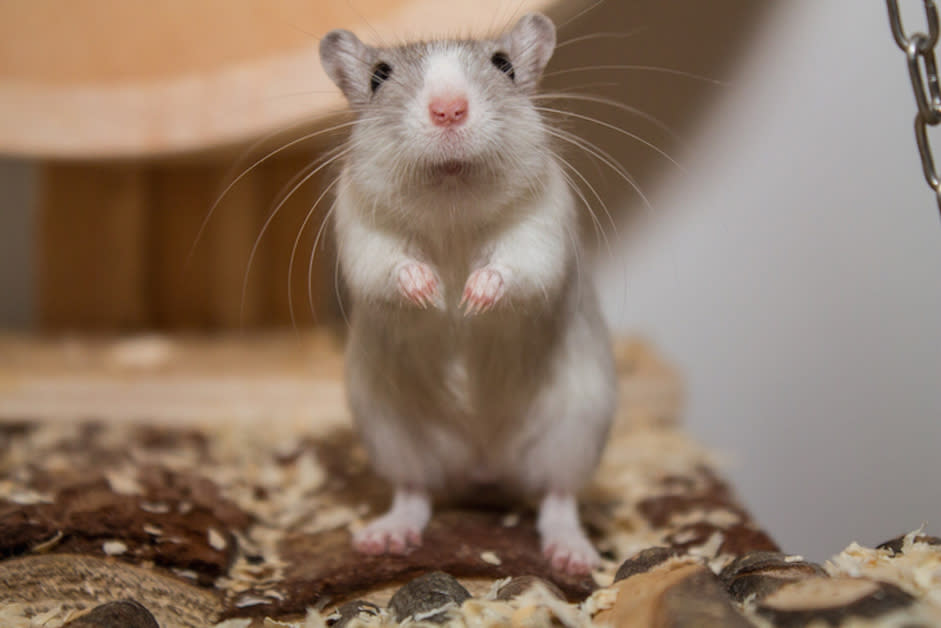 The gerbil was rescued by armed police from a home in Derby (File picture: Getty)