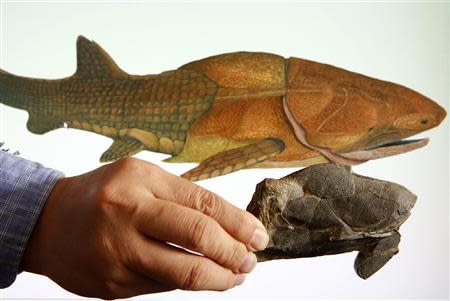 Min Zhu, professor at the Chinese Academy of Sciences' Institute of Vertebrate Paleontology and Paleoanthropology, shows a fossil of the heavily armoured fish, Entelognathus primordialis, in front of a computer screen showing a life restoration image of the fish during a photo opportunity at his laboratory in Beijing September 27, 2013. REUTERS/Kim Kyung-Hoon