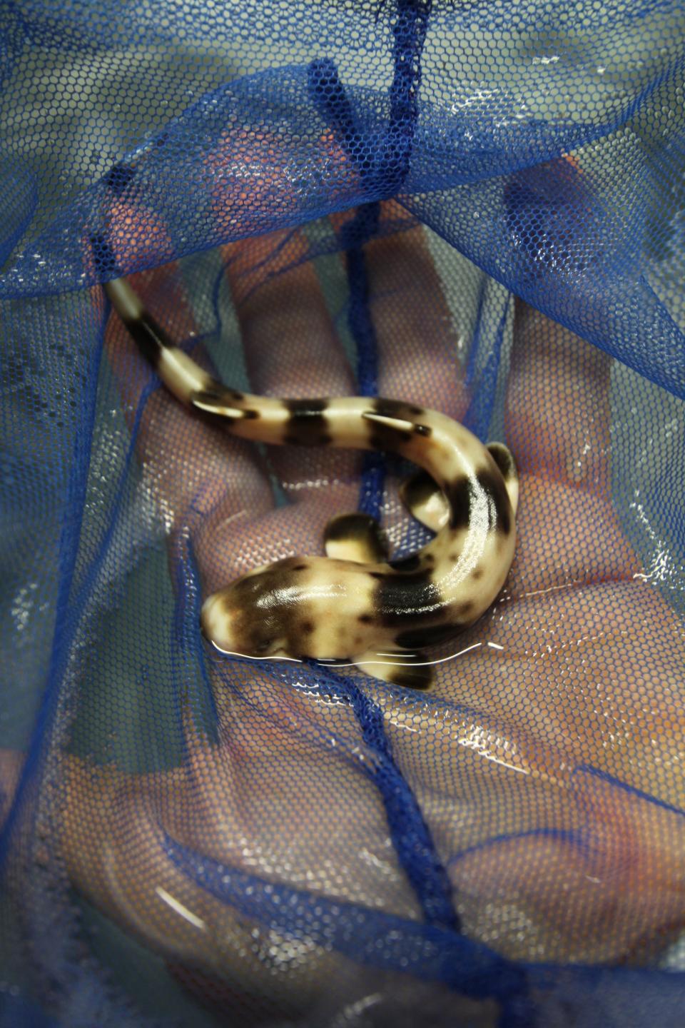 A young epaulette shark from Professor Jodie Rummer's laboratory in Australia.