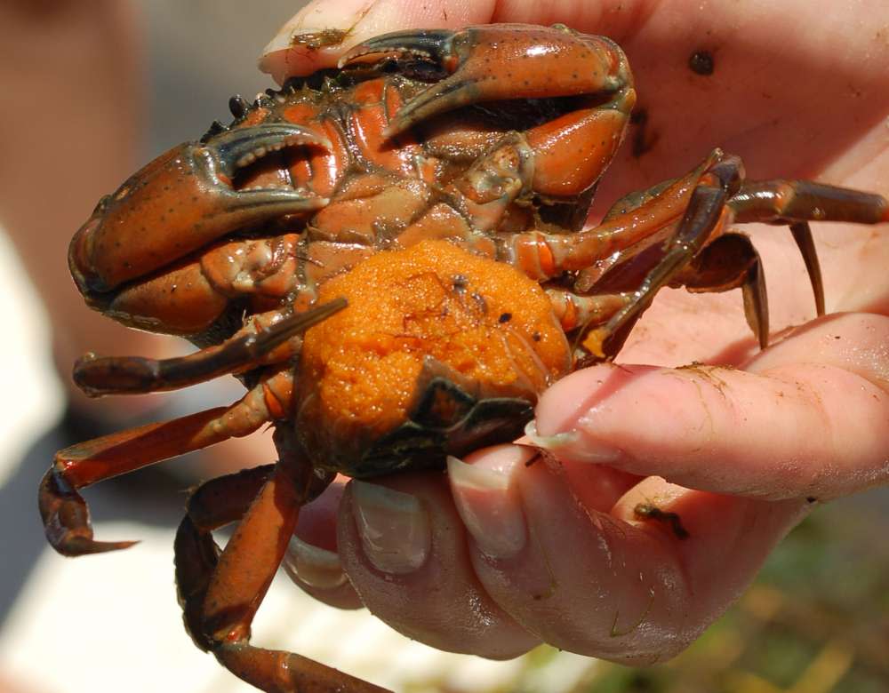 Green crab female carrying eggs