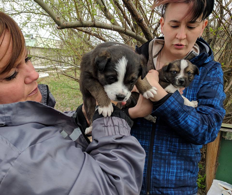 Los animales aún habitan la zona arrasada y la ONG Clean Futures se ocupa de ellos con mucho cariño. <em><a rel="nofollow" href="https://es-us.vida-estilo.yahoo.com/conmovedora-historia-cachorros-chern%C3%B3bil-ser-slideshow-wp-192414541.html" data-ylk="slk:Aquí la nota completa;elm:context_link;itc:0;sec:content-canvas;outcm:mb_qualified_link;_E:mb_qualified_link;ct:story;" class="link  yahoo-link">Aquí la nota completa</a></em>. Foto: Facebook/cleanfutures