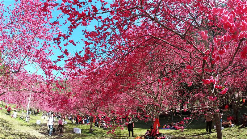 全台最大賞櫻盛會「2024九族櫻花祭」2月1日開跑。（圖／九族文化村提供）