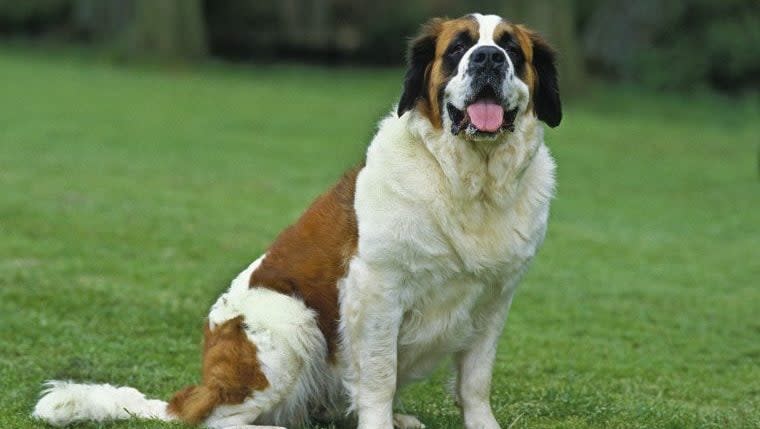 Saint Bernard and Cow Become Best Friends at Animal Sanctuary