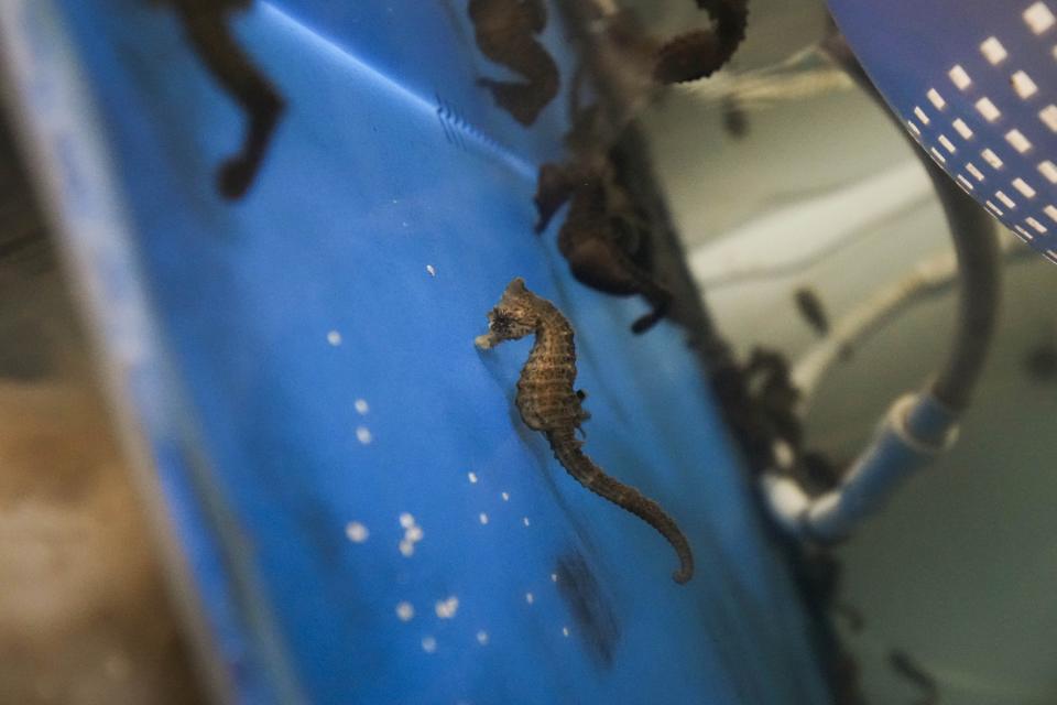 Sea horses and cuttlefish eggs are oxygenated in a tank at CESTHA, the Experimental Center for the Protection of Habitats, inside a former fish market in Marina di Ravenna, on the Adriatic Sea, Italy, Saturday, June 8, 2024. (AP Photo/Luca Bruno)